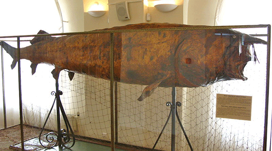 Morun de 1000 kg si 4.17 - raul Volga - Muzeul Tatarstan, Kazan, Russia)