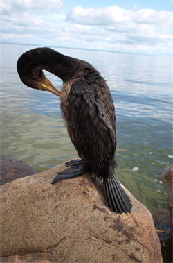 cormoran-mare