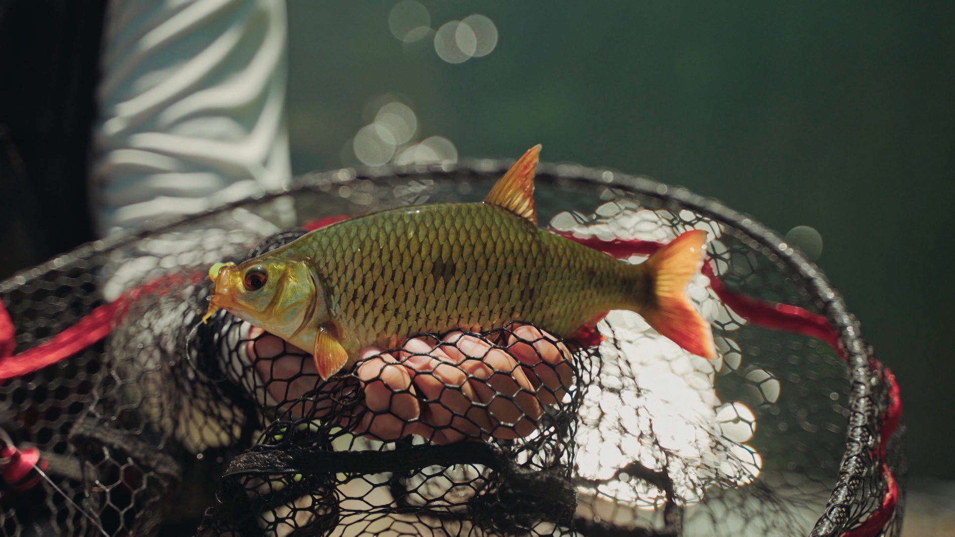Hol Fish Hol a Hal? – Gyalogosan a Szigetköz vad vizein - The Fishing and ...