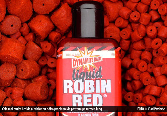 robin-red