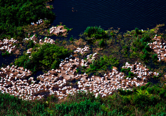 pelicani-pe-rosca-buhaiova