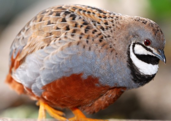 Chinese painted quail cock shutterstock_11292898