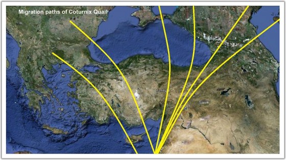 Turkey_CoturnixQuail_migration_routes