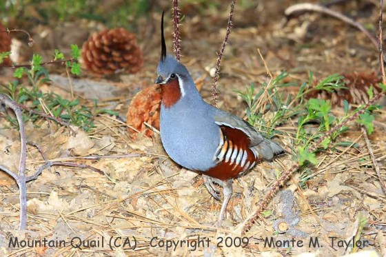 quail_mountain_male_spring_california_6a
