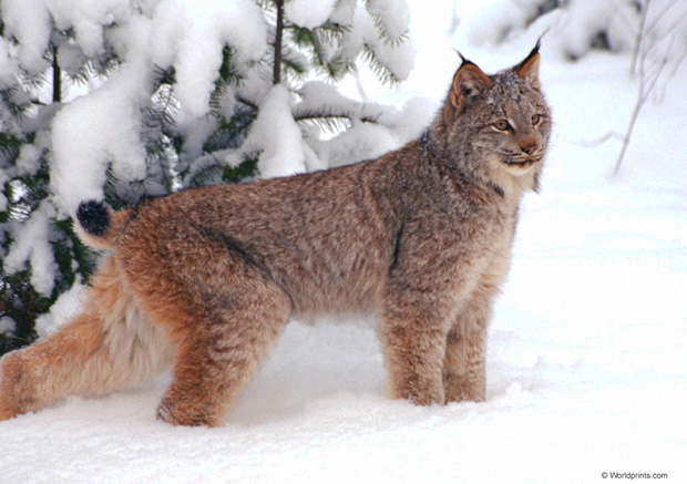 Lynx lynx (www.exoticpetplus.com)