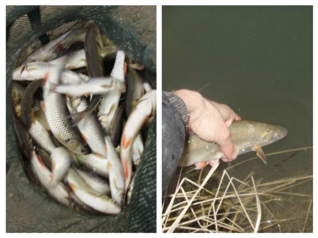 1-evolutie pescar