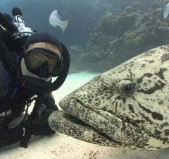 Rechini tigru în Bahamas