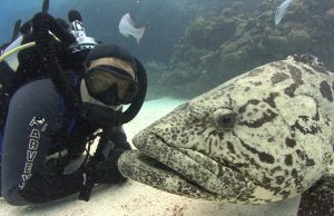 Rechini tigru în Bahamas