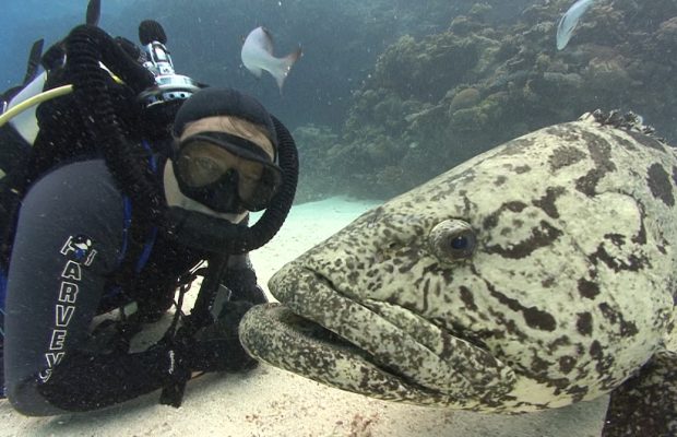 Rechini tigru în Bahamas