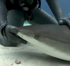 rechinii din Bahamas