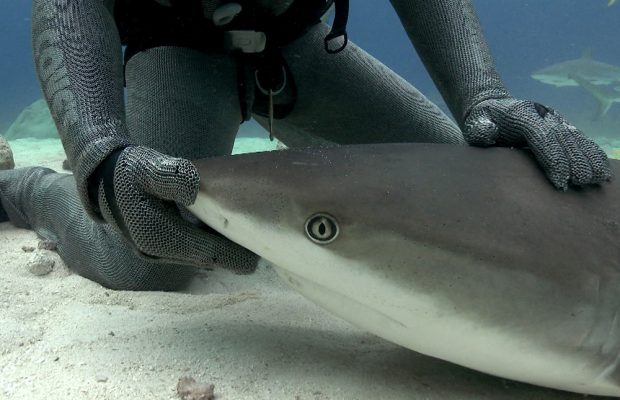 rechinii din Bahamas