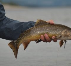 Somoni atlantici uriași în Nunavik