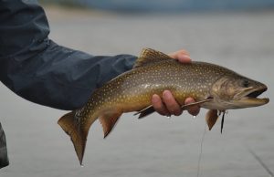 Somoni atlantici uriași în Nunavik