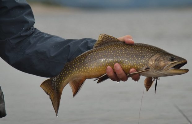 Somoni atlantici uriași în Nunavik