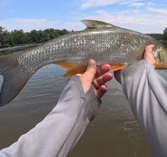 Pescuit la rapitori pe Drava salbatica - partile 3-4