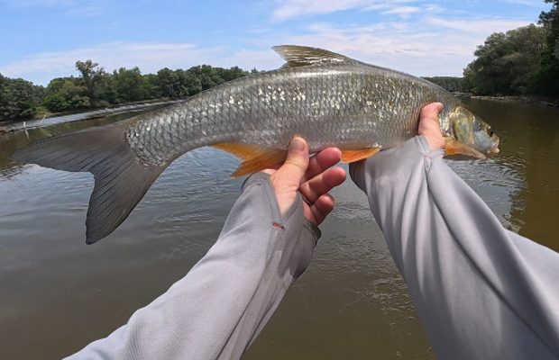 Pescuit la rapitori pe Drava salbatica - partile 3-4