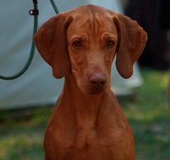 Vizsla maghiară
