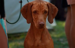 Vizsla maghiară